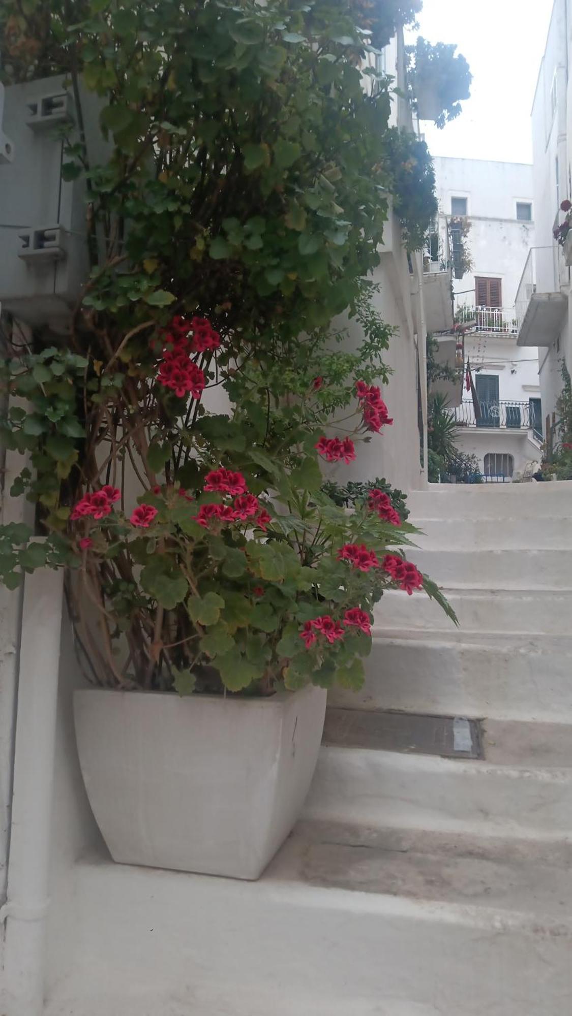 La Chicca Di C.Cavour Hotel ออสตูนี ภายนอก รูปภาพ